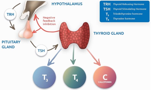 Fonction de la glande thyroïde
