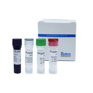 Kit de PCR du virus Monkeypox (MPXV)